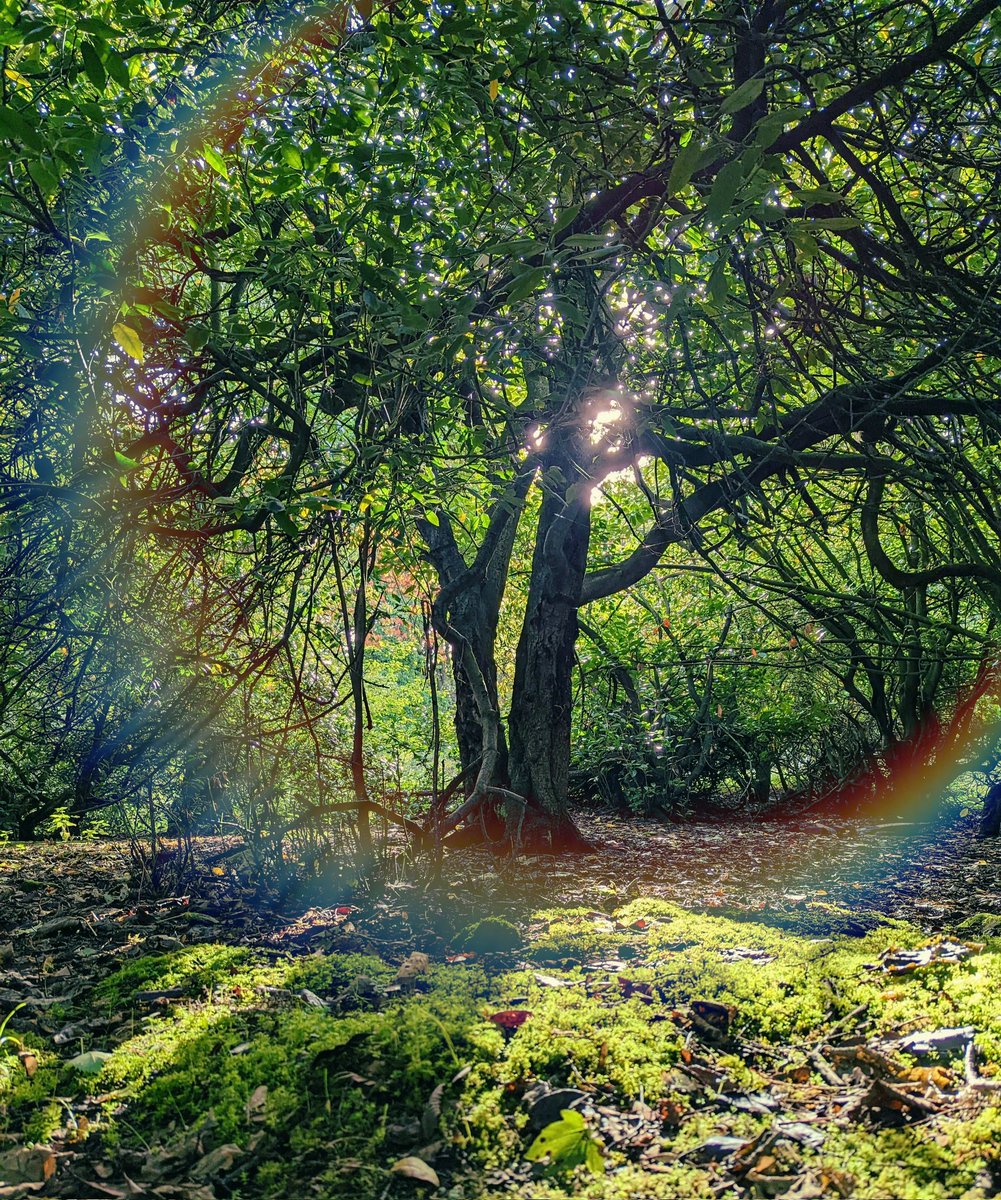 BeardedUniverse's tweet image. 'the woods are watching'