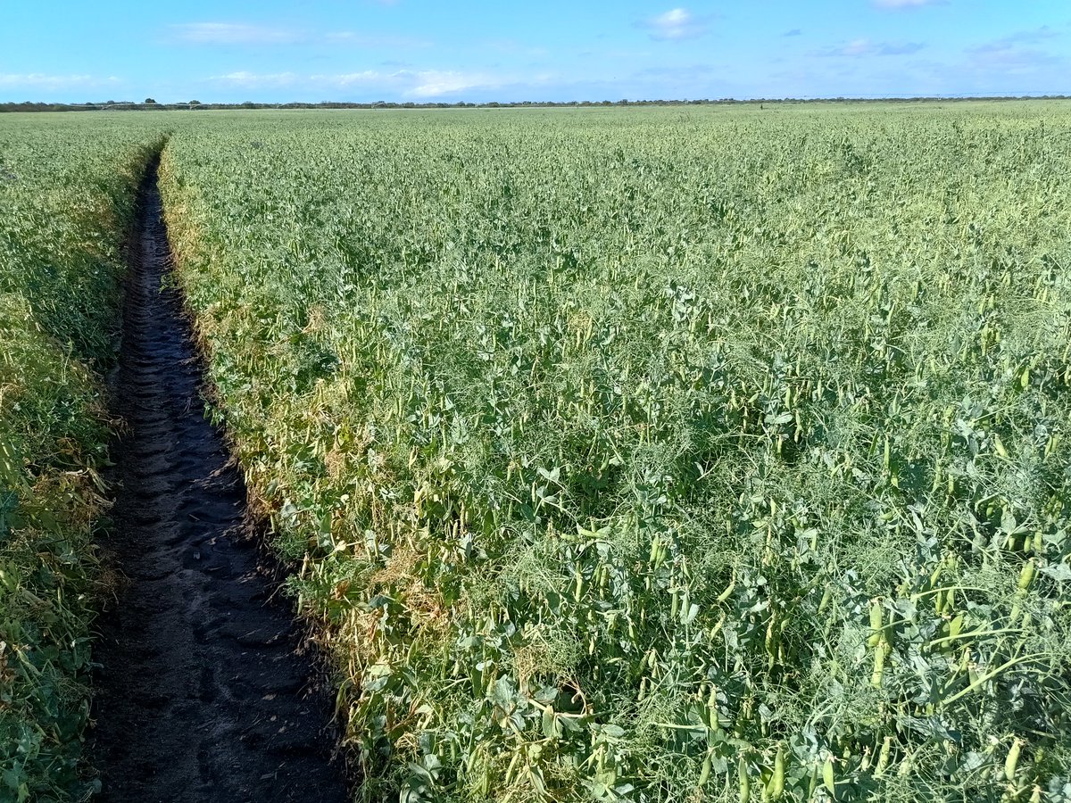 Alejandro Cadile tweet media