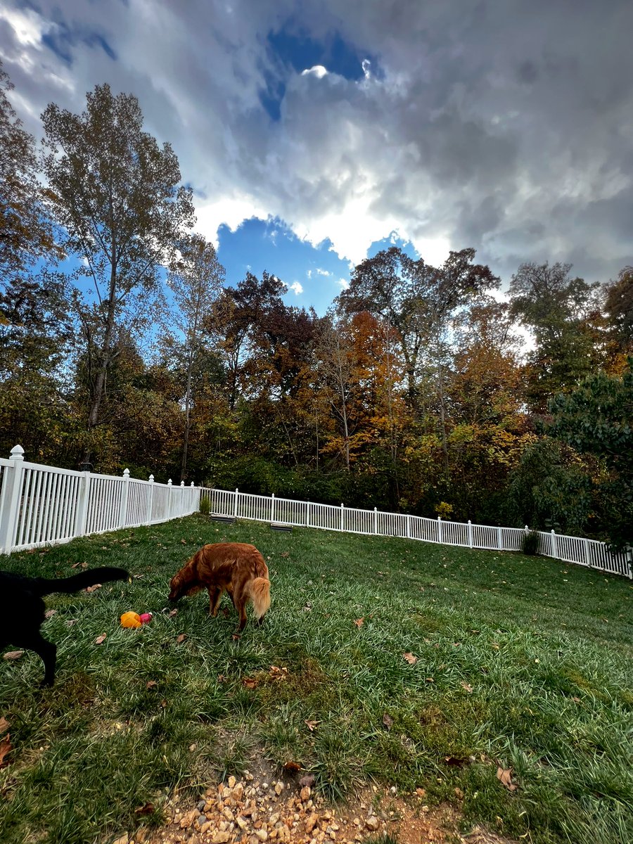 ZizzleB's tweet photo. the backyard lookin so festive 😍 https://t.co/7SdAQyhDRD