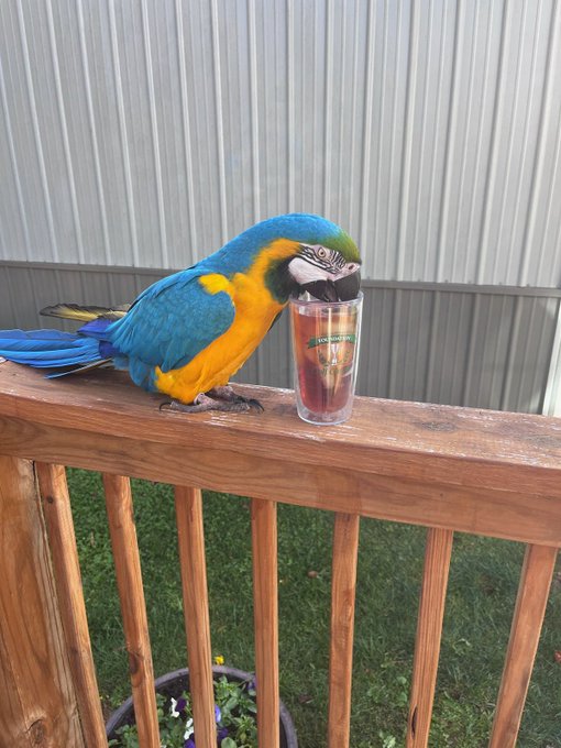 Chester is a menace to society https://t.co/IWA6KA6IBk