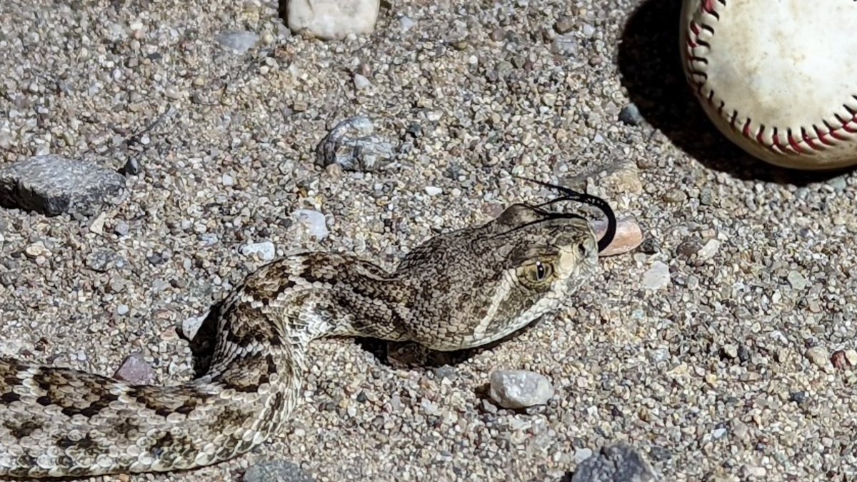CISAASU's tweet photo. The western diamondback is one of 13 species of rattlesnake found in Arizona, however, our Diamondback team is one of a kind and off to the World Series! Wish them luck and learn more about the sssleek creatures that inssspired the team's name.🐍⚾🐍

https://t.co/0K4hs8jBgG https://t.co/1yjpum7jAz