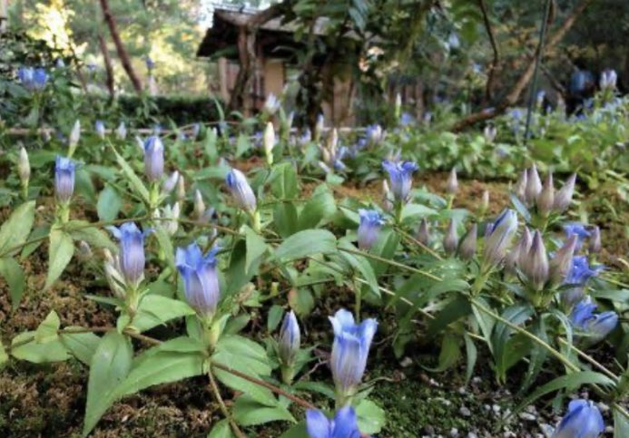 namutyan's tweet photo. おはようございます
【季節の花】リンドウ
阿蘇がなつかしいりんだうの花 種田山頭火
龍胆の花踏まれあり狩の場 山口誓子
龍胆はどこの山根の初冬ぞ 松窓乙二
龍胆は疫の草と云へど捨てず 山口誓子
龍胆も鯨も掴むわが双手 杉田久女
龍胆やここにも祀る諏訪の神 木村蕪城
#おはよう #挨拶 ＃俳句 https://t.co/FJPAKXVx0q