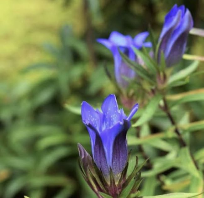 namutyan's tweet photo. おはようございます
【季節の花】リンドウ
阿蘇がなつかしいりんだうの花 種田山頭火
龍胆の花踏まれあり狩の場 山口誓子
龍胆はどこの山根の初冬ぞ 松窓乙二
龍胆は疫の草と云へど捨てず 山口誓子
龍胆も鯨も掴むわが双手 杉田久女
龍胆やここにも祀る諏訪の神 木村蕪城
#おはよう #挨拶 ＃俳句 https://t.co/FJPAKXVx0q