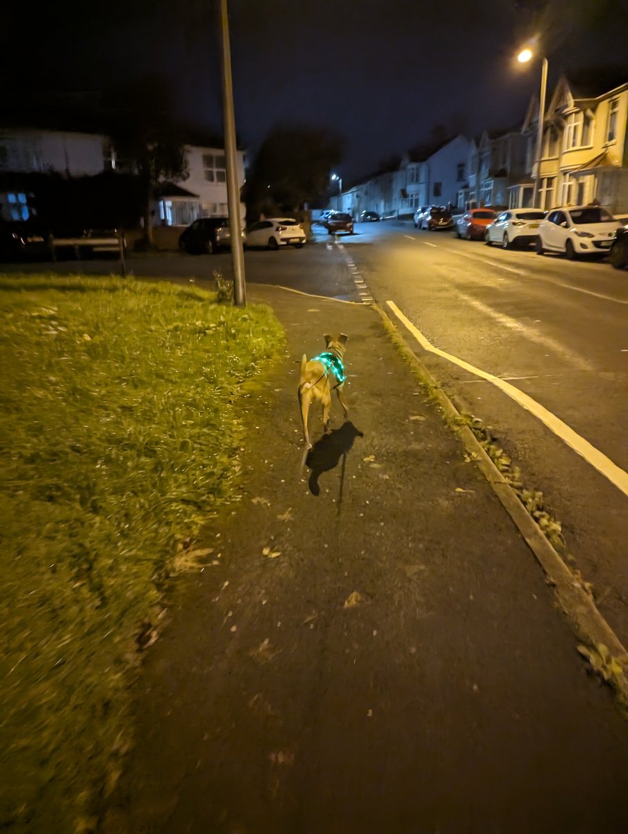 My other half commented tonight that I'm definitely in the right line of work based on the attire I force my dog to wear on dark autumnal evening walks 🤣 #RiskAssessments #SafetyFirst