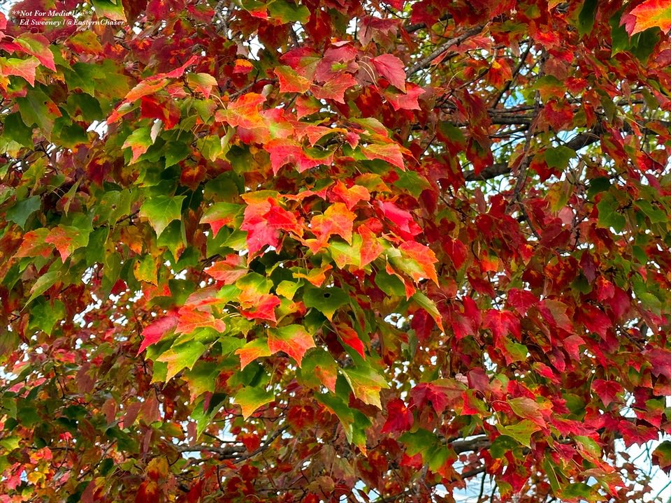 Vibrant fall colors finally beginning to pop in Wilmington, DE. #dewx #fallcolors #foliage #Autumn