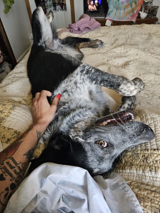 Mav is one big ass happy puppy https://t.co/qysdexyrmJ