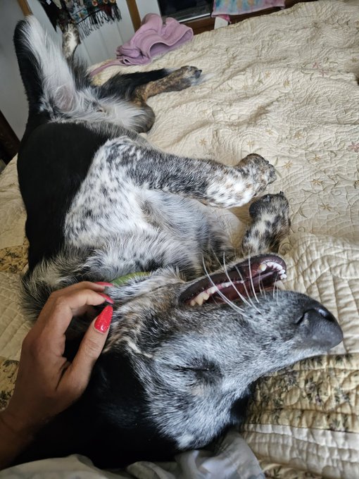 Mav is one big ass happy puppy https://t.co/qysdexyrmJ