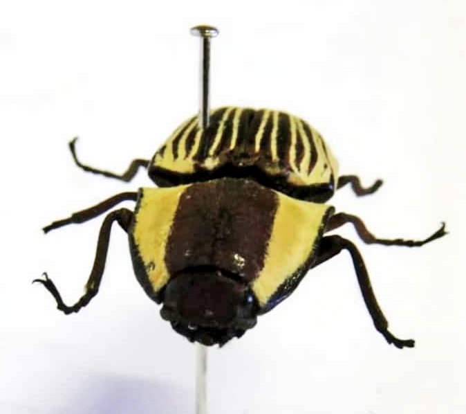 Imagem antiga de um mini Chalcolepidius limbatus ( Besouro de click família Elateridae), é um dos maiores elaterideos brasileiro