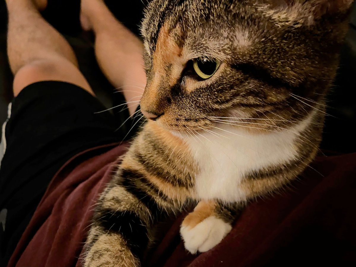 honaghaahnii's tweet image. I need to get groceries. If any settlers can help get healthy foods, I'd be grateful (I'd be ok w survival food, but I'm diabetic 😪). Help a cat dad &amp;amp; his fur baby w food. 😁🍏🍌🥞🐾🍓

#NativeFamilyFriday

PayPal.me/KentaroH
v*nmo: @/Kentaro-Herder
ca*h app: $KentaroHerder