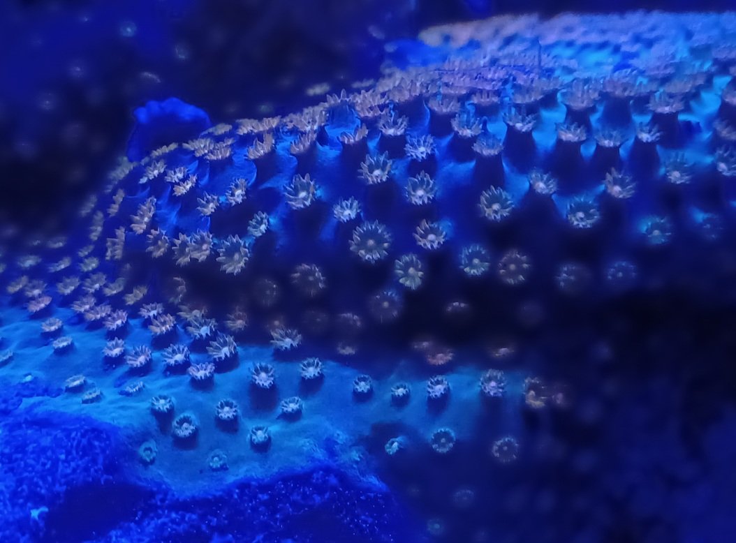 Cyphastrea Coral

#corals
#coral
#IRLPHOTOGRAPHY 
#photography 
#aquarium