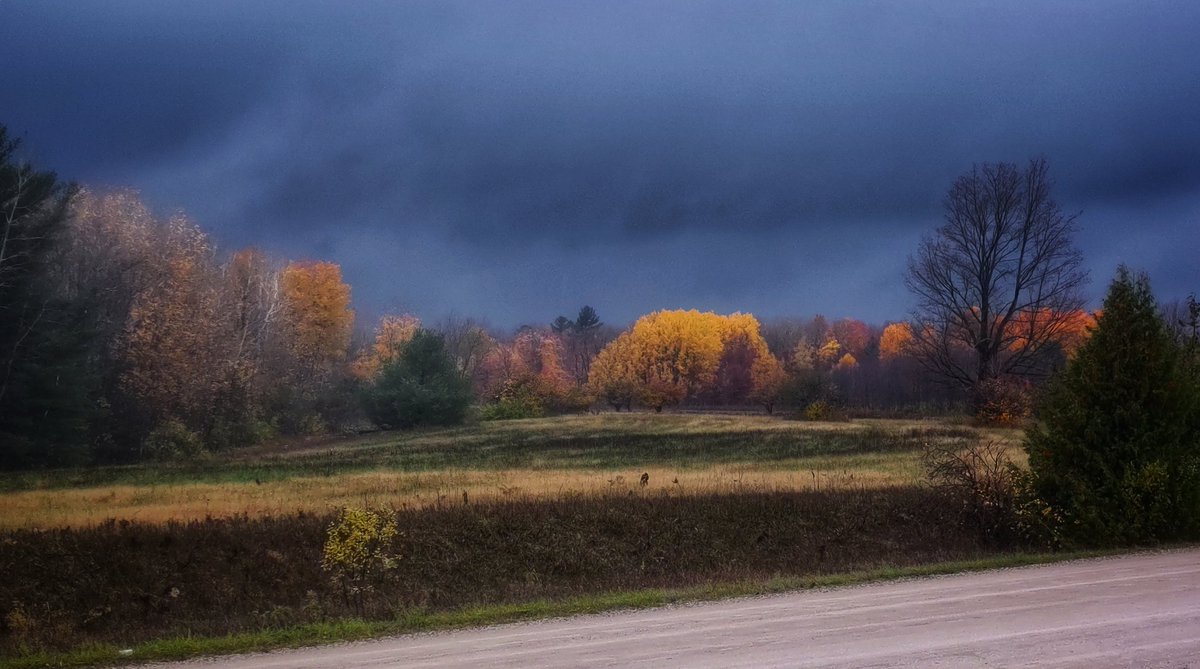 Autumn Blaze. 

Very weird weather, but there's a cold front coming... soon enough instead of rain we'll see that four letter word falling from the sky.

#fallcolors #leaves #stormy #rainy #northeastmichigan #northernmichigan #michiganphotographer #landscape #landscapephotography