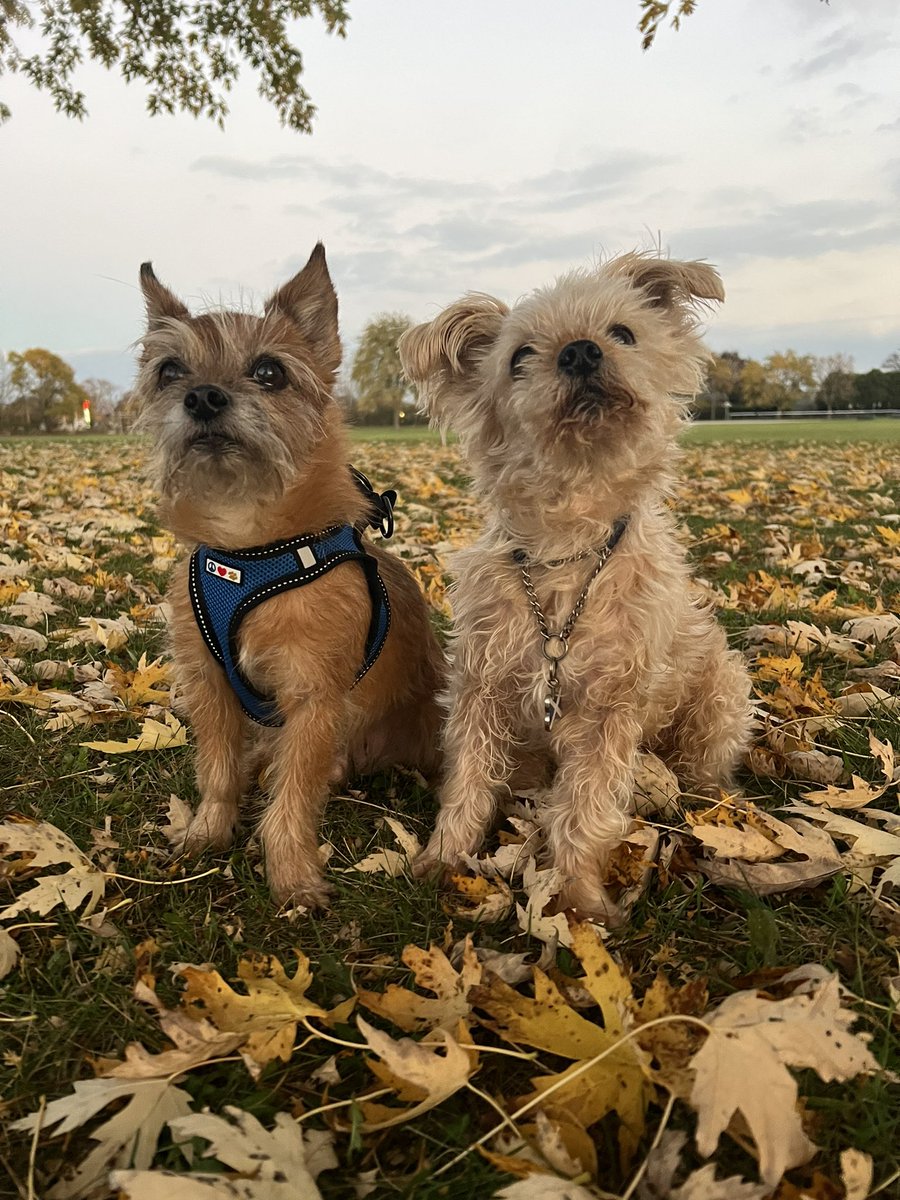 Emma Dailey tweet media