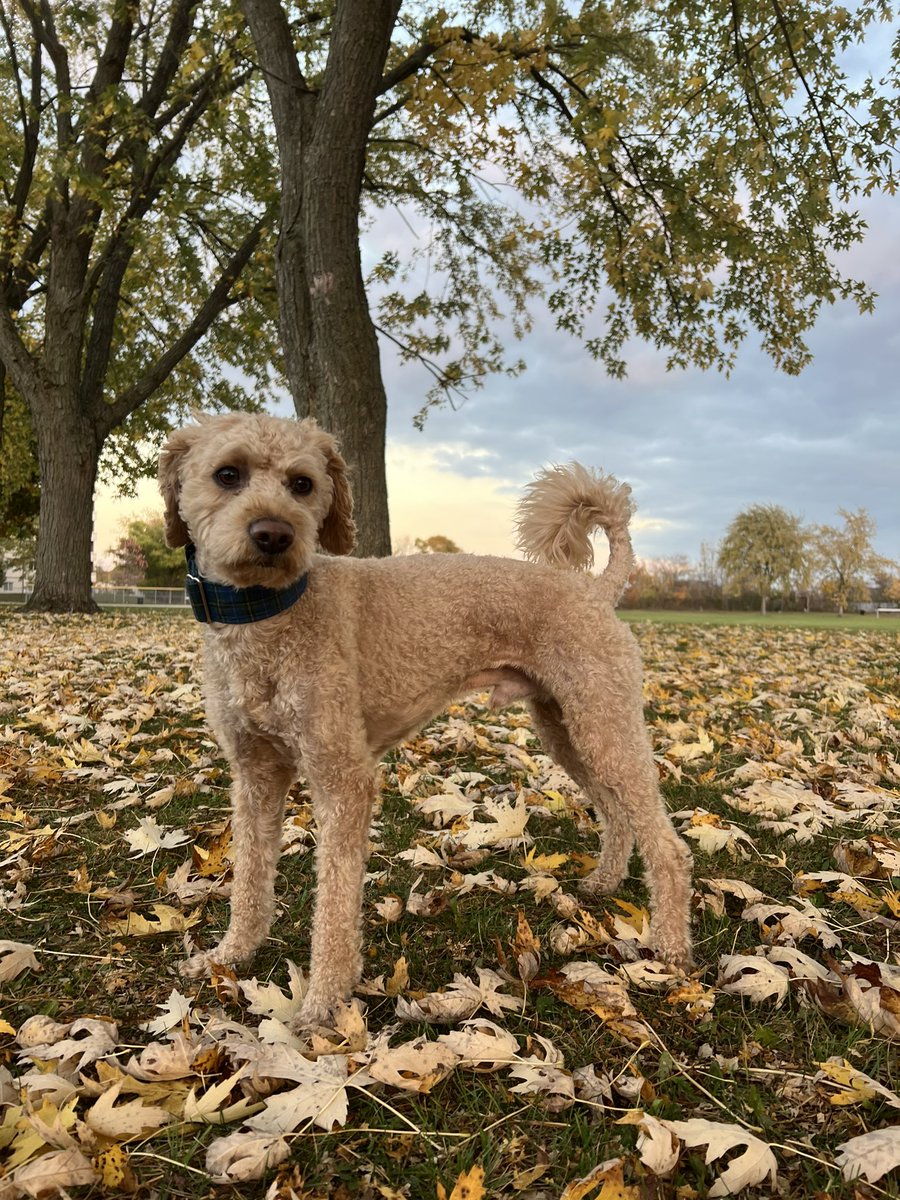 Emma Dailey tweet media