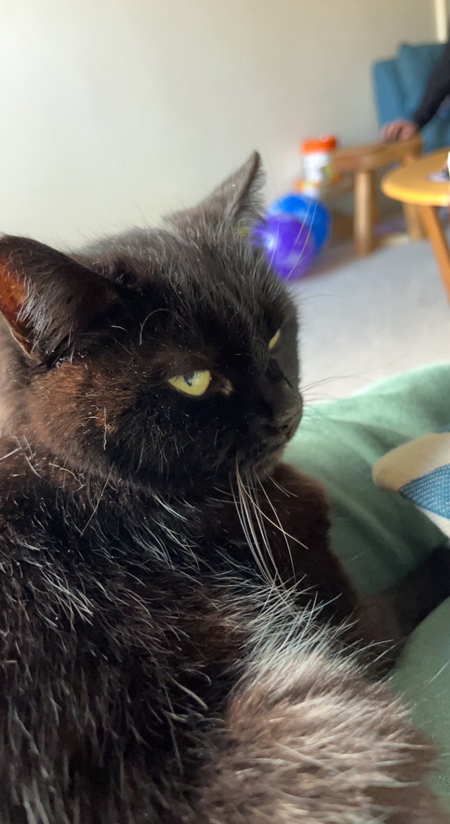 Super Layla. Found in a bin 13 years ago and heart and soul of our family. Happy #blackcatday to all you black beauties,