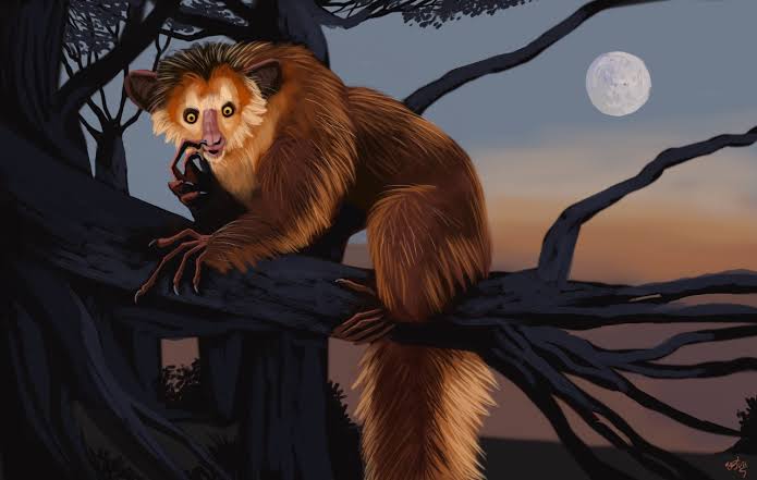 As it is #WorldLemurDay here's Daubentonia robusta, the giant aye aye (up to three times the size of the modern species) that lived in Madagascar anday have shared the living species' nose picking proclivities. Modern aye aye are sadly very close to joining robusta to extinction