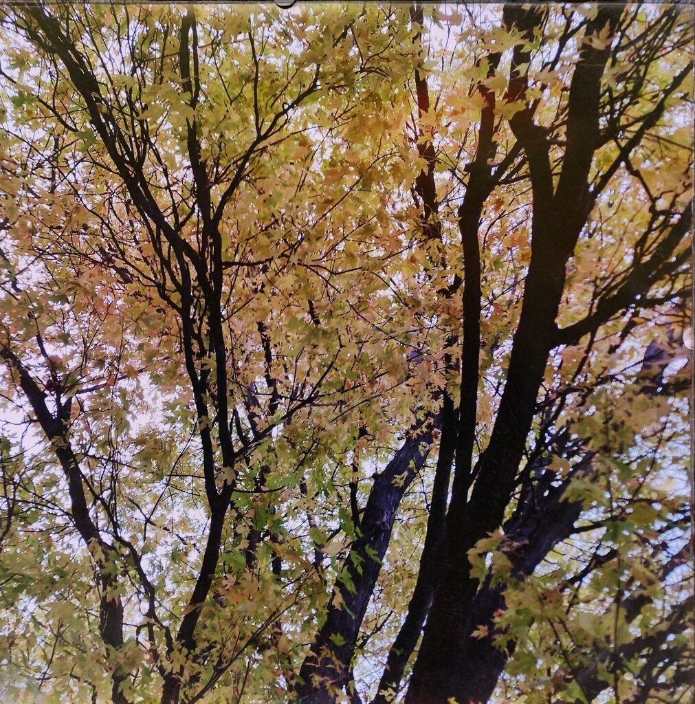 Spectral_Illumi's tweet photo. 2023-10-27 #Wisconsin fall plus #Hipstamatic #Aatto #CubicGel #Shilshole #nature https://t.co/lqrsoN82To https://t.co/e0NAE3mePB