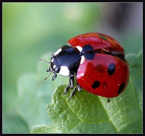 Suziejp51's tweet photo. @RTMomentPhotos Everyone's pictures are amazing, especially the #tinycritters π.
A small blue butterfly, a common blue butterfly and a ladybird before flying off. https://t.co/usEIWbyqDl