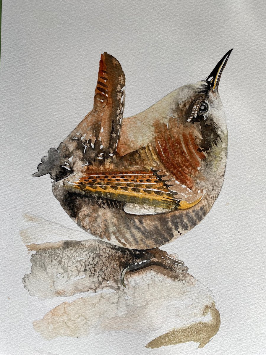JamesMoir10's tweet photo. Here’s a wren. https://t.co/DwfakHFFYe