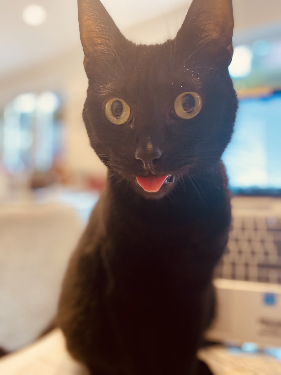 Happy National Black day!! #BlackCat #blackcatappreciationday #jimmyjo