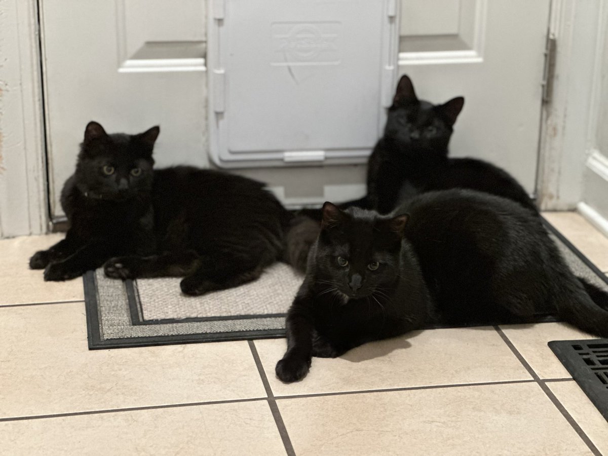 My babies Edgar, Allen, and Poe all wanted to say, Happy National Black Cat Day!! #CatsLover #cats #BlackCats