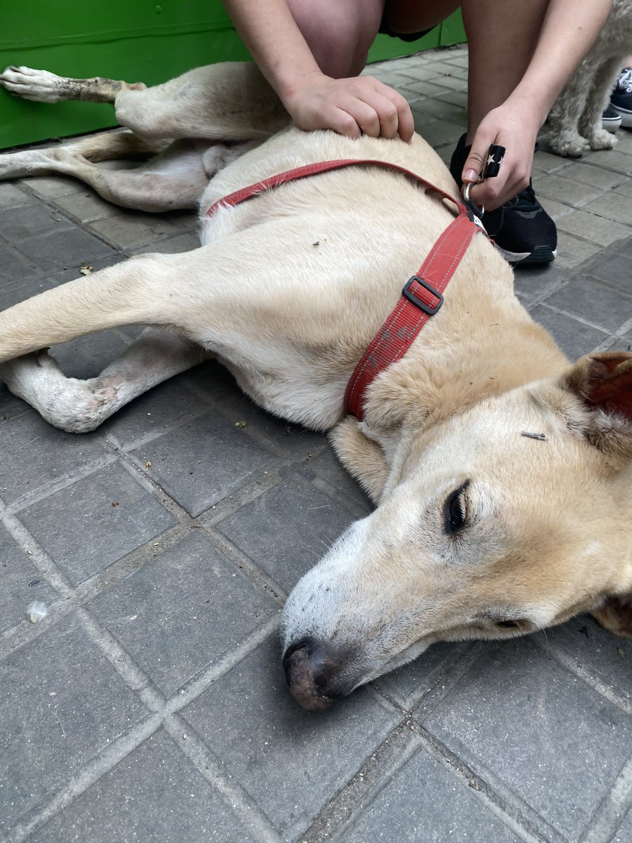 Zoetapia_24's tweet image. @VivirEnNuevaCba 
Encontramos este perro perdido en Estrada e ituzaingo. Si alguien lo reconoce que me escriba 🙏🙏
Compartir por favor