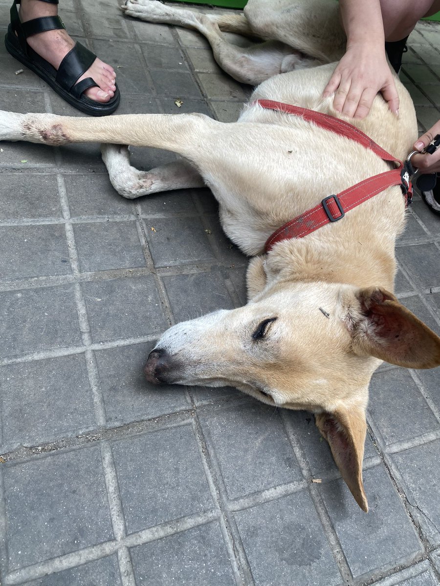 Zoetapia_24's tweet image. @VivirEnNuevaCba 
Encontramos este perro perdido en Estrada e ituzaingo. Si alguien lo reconoce que me escriba 🙏🙏
Compartir por favor