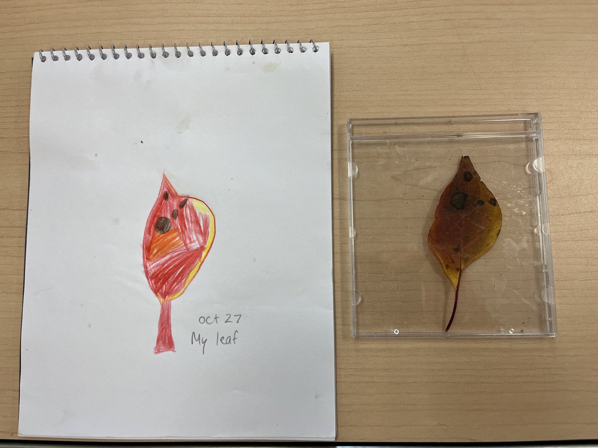 We had a wonderful visit to the forest today!  We searched for beautiful leaves and then chose one to draw, looking closely at details!  <a href="/TVDSBKinder/">TVDSBKindergarten</a> <a href="/louisearbourfi/">Louise Arbour FI</a>