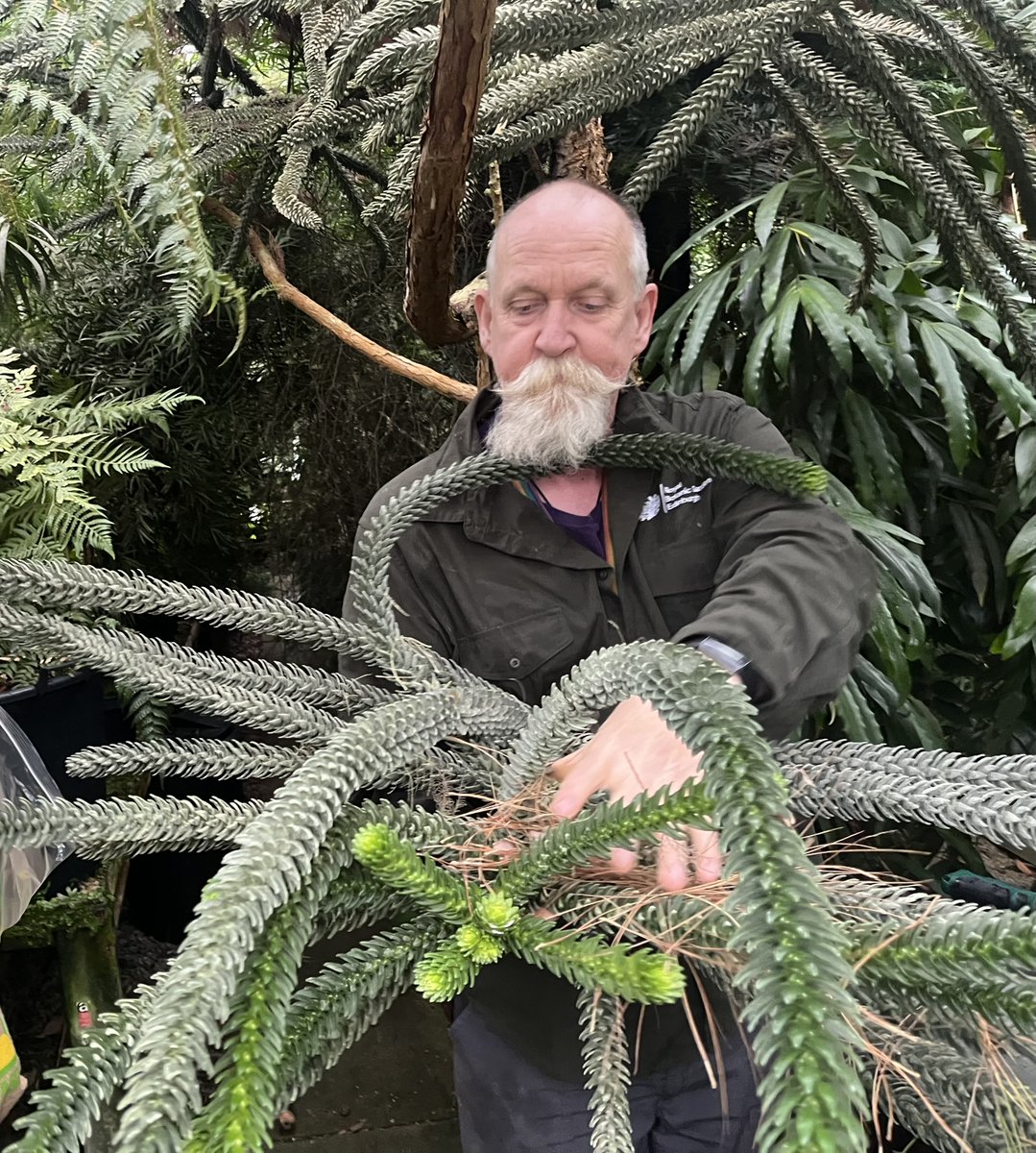 I learned a lot tagging along with <a href="/RebeccaAKoll/">Dr. Rebecca Koll</a> sampling RBGE living collections <a href="/TheBotanics/">Royal Botanic Garden Edinburgh</a> to understand #ancient #forest #fires 🔥 - inspired by the overlap of #horticulture and #paleobotany