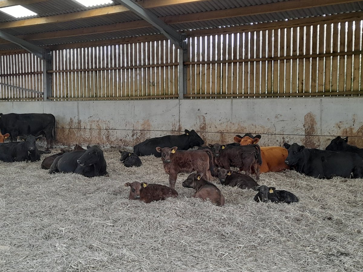 Not quite November, but we've given in to the wet muddy conditions and begun to bring some cattle in. The calves look quite settled inside already.
#winter #cattle #shed #calf #aberdeenangus #cows #calves #straw #bedding #dry #backbritishfarming #farming #Cornwall