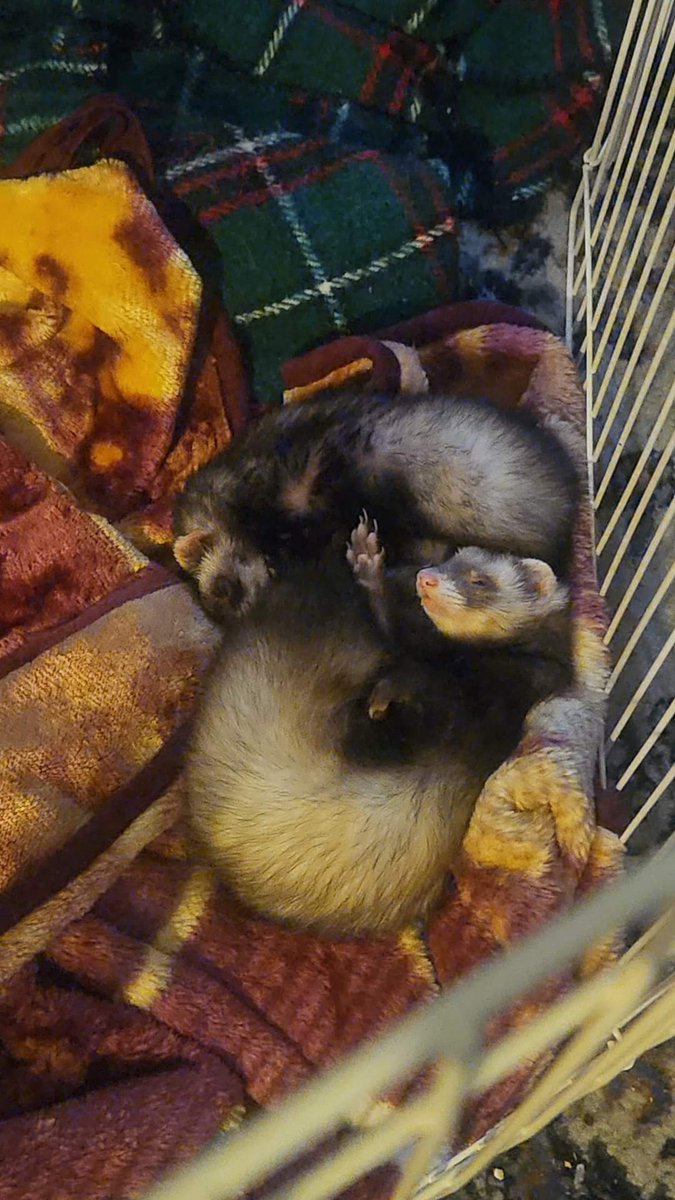 Yesterday unfortunately my little girl passed over the rainbow bridge...(darker one) Cherish everyday with your animals.