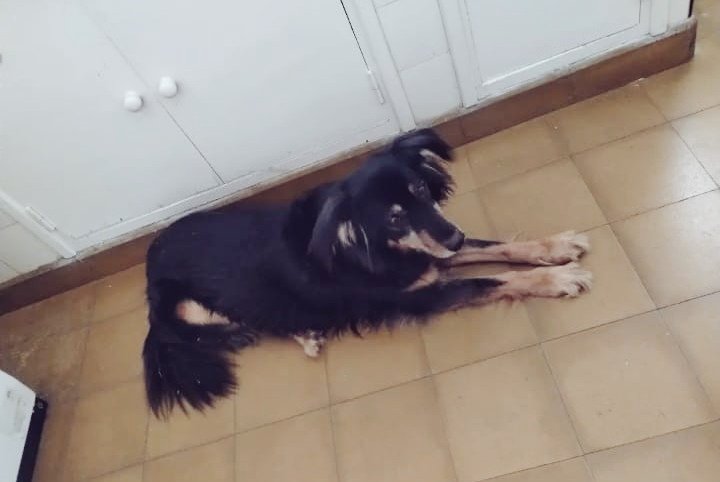 laaprinceesaa's tweet photo. Por acá también ! Si la ven a la Daysi por ahí avisen. Se perdió y le tiene mucho miedo a las tormentas. Porfis !! https://t.co/ORkBP7zCh2