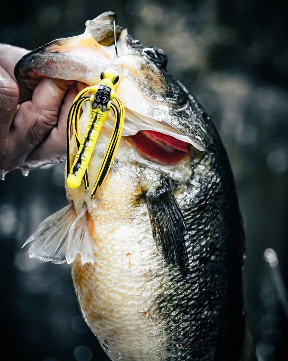 The Dragonfly excels when fished weedless. It has double skirted wings and a realistic body design that makes it irresistible to bass.

#Dragonfly #Topwater #FishingDaily