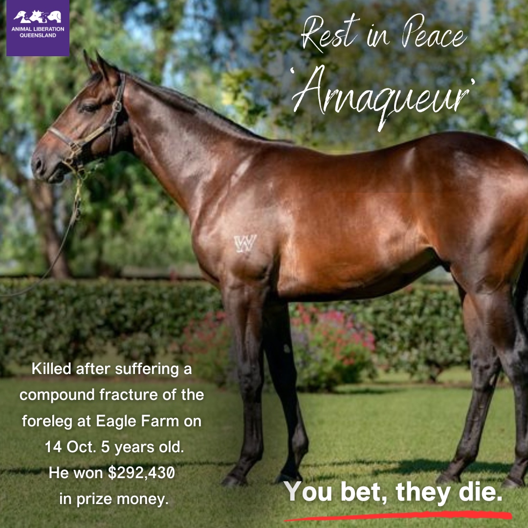 Champion horse Arnaqueur was just 5 y/o when he suffered a compound fracture at Eagle Farm 2 weeks ago. He was killed by the on-track vet. He had won $292,430 for his owners. But that didn't save his life. Horse Racing Kills. Say Nup to the Cup, and to horse racing every day.