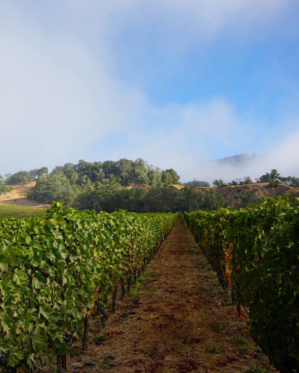 Domaine Anderson Winery tweet media