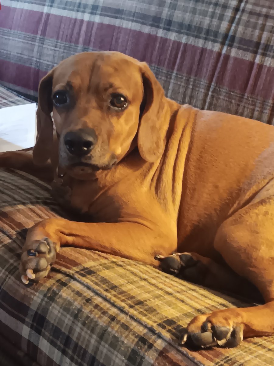 Real_Lil_Mango's tweet photo. Guys sometimes I just feel sad sometimes but then I'm just like it's fine, it's okay, it's fine. 
#Dogs #TheBug #mentalhealth #MentalHealthMatters #FridayVibes #MoodOfLilMango https://t.co/HfwDuUWBa4