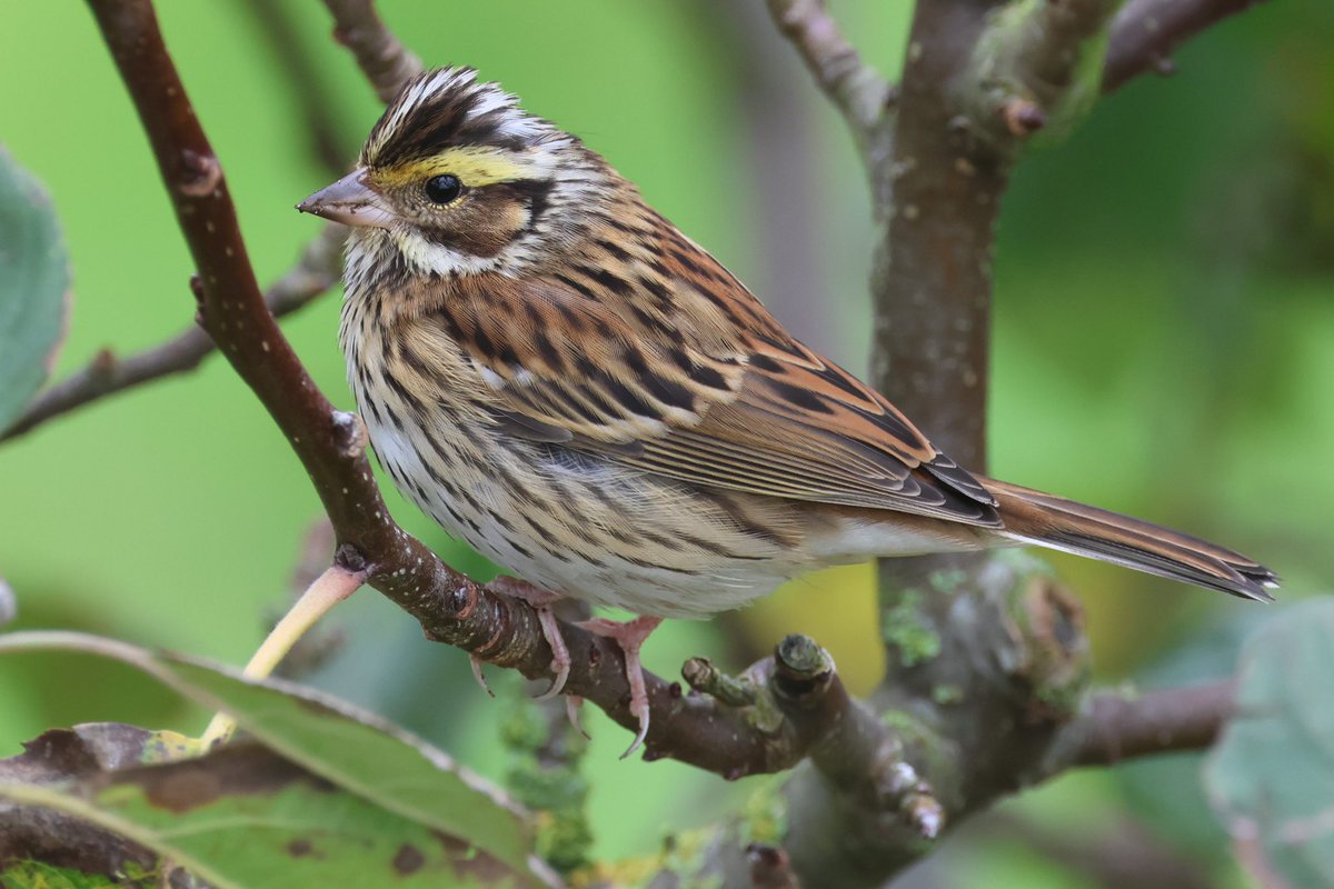 YELLOW-BROWED BUNTING / GEELBRAUWGORS, Vlieland, Netherlands, Oct 27th by Jurriën van Deyk. 3th Dutch record. More at
dutchbirding.nl/gallery 
#birds #birdwatching #vogels #vogelskijken
