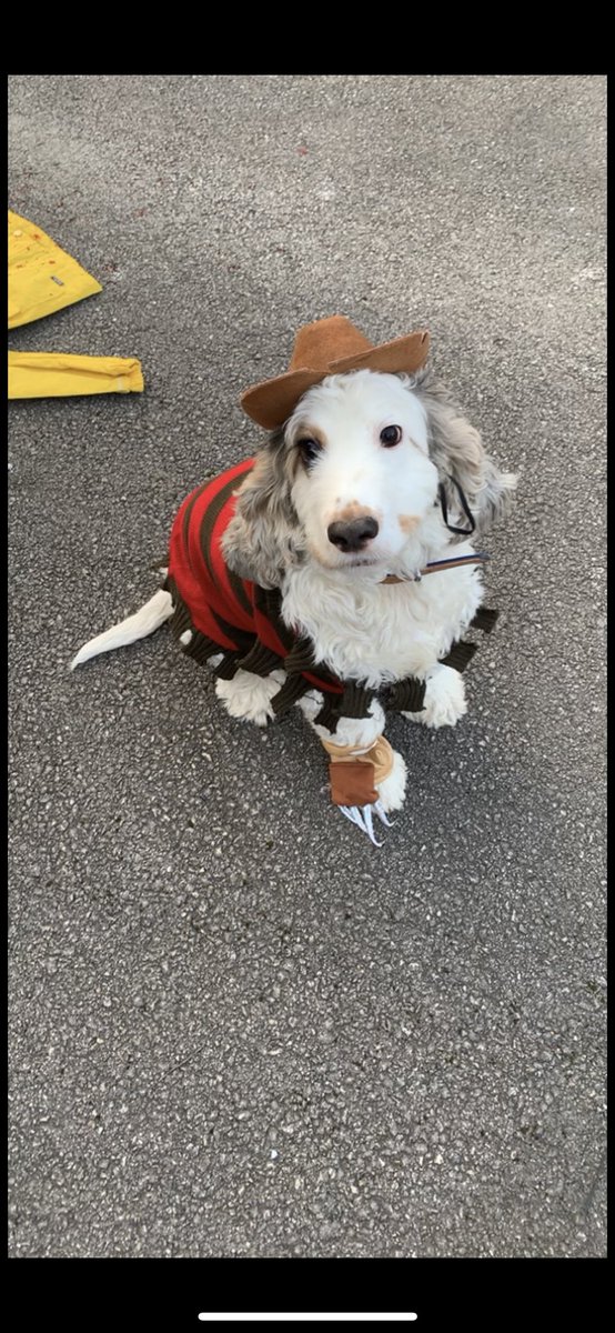 Feely Flooger

#dogs #Halloween #halloweencostume #Halloween2023 #halloweendog