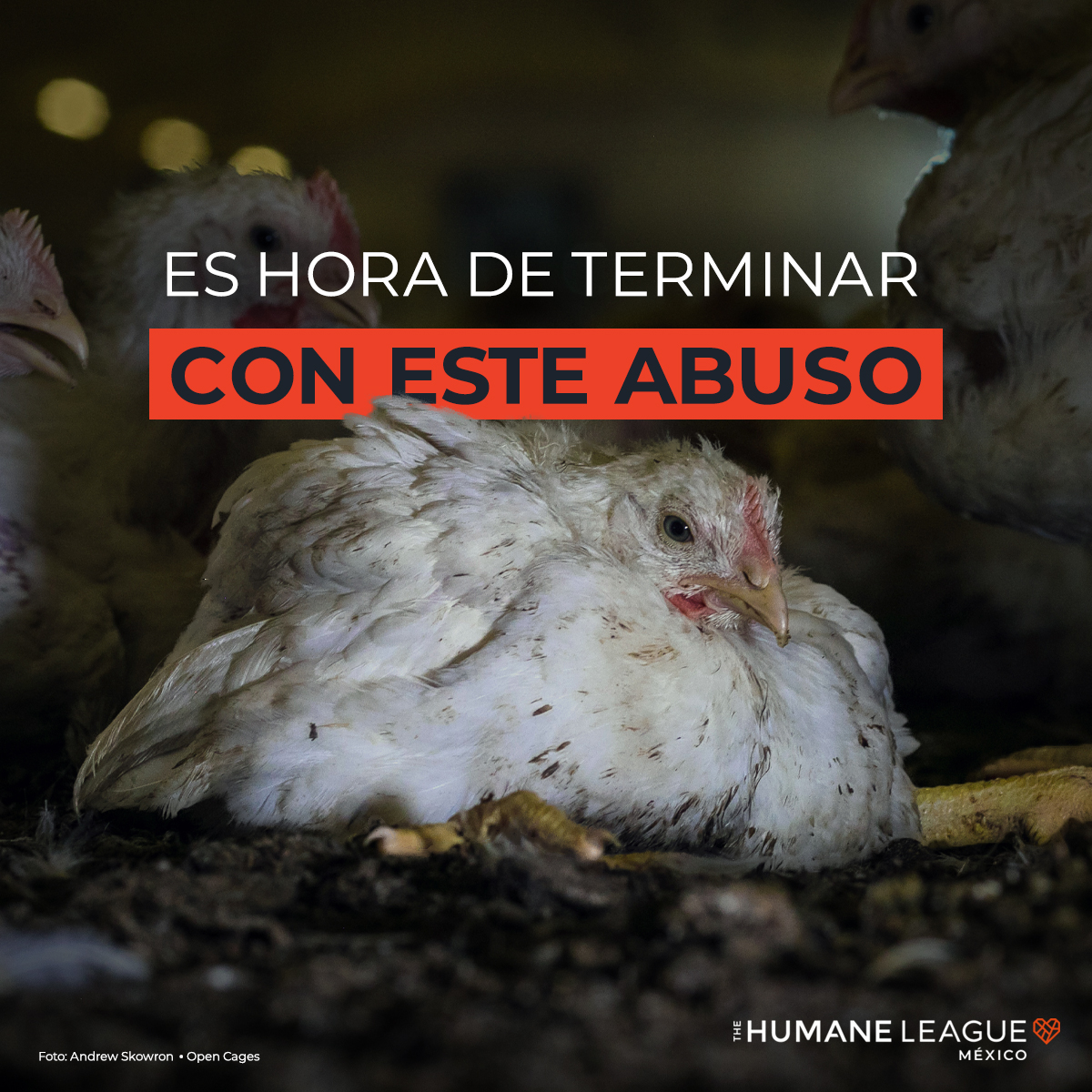 ¿Sabías que cada año, más de 60 mil millones de pollos son asesinados por su carne? Esto supera ocho veces la población humana 😥 ¿Es este el destino que merecen? ¡Definitivamente no! ¡Deja a los pollos fuera de tu plato y cambia el rumbo de su historia!🐥