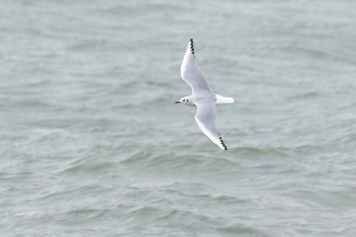 BONAPARTE’S GUL / KLEINE KOKMEEUW, Westkapelle, Netherlands, Oct 27th by Mayro Pattikawa. 7th Dutch record.
dutchbirding.nl/gallery 
#birds #birdwatching #vogels #vogelskijken