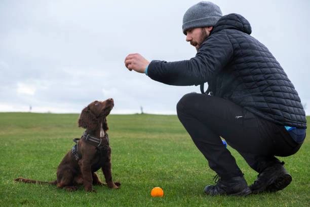 Did you know positive reinforcement is the most effective training technique for dogs? Our Good Dog Happy Owner Dog Training, LLC team specializes in this approach to help your furry friend thrive. #PositiveReinforcement #EffectiveTraining