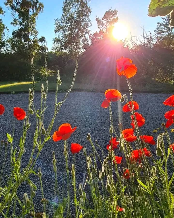 In the 60s, my family visited Holland and poppies grew on the Baltic sea wall. Mother and father brought some seed pods home and these poppies live in our garden today.❤️