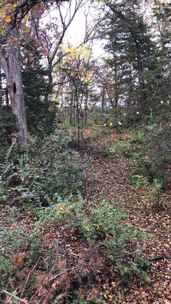 Randy Freese tweet media