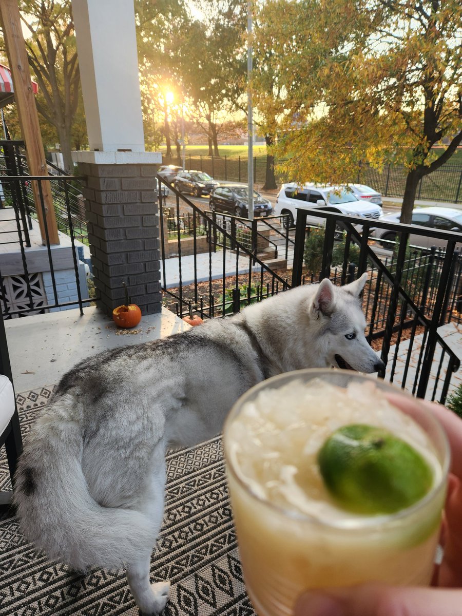 Something about a good Mai Tai, fall leaves, happy husky, and a squirrel-ravaged pumpkin to start the weekend 😍