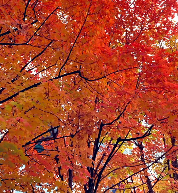 「秋 自然」のTwitter画像/イラスト(新着)｜4ページ目