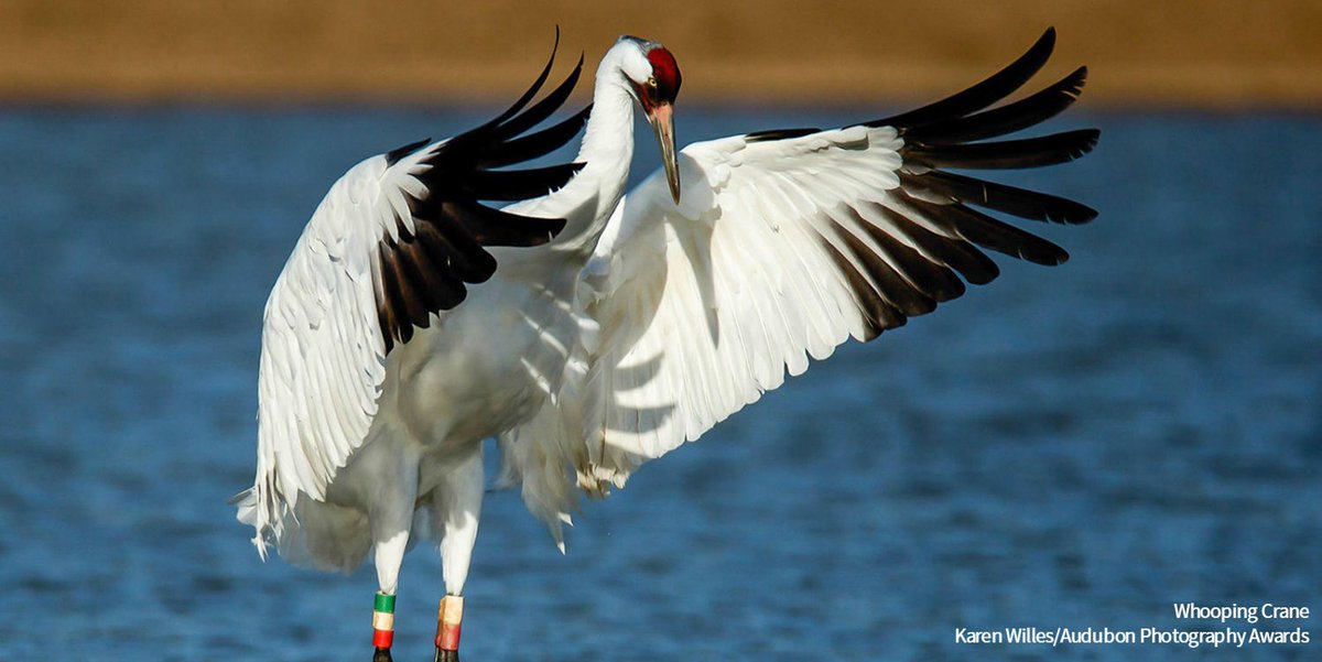 Audubon Society tweet media