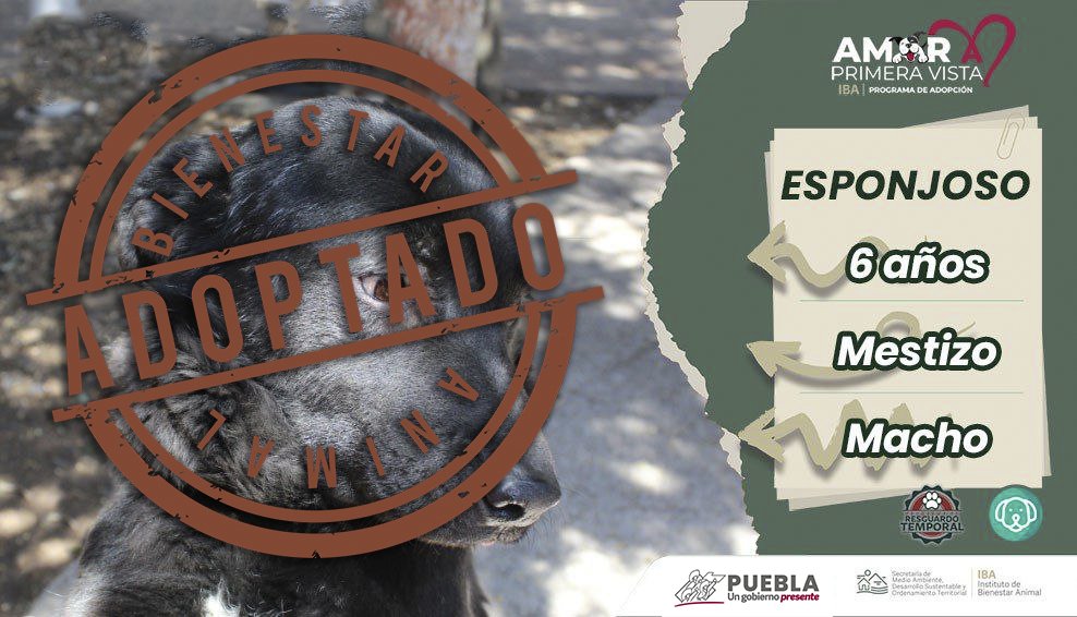 IBAGobPue's tweet image. La paciencia y el amor han dado sus frutos. Tras dos años en nuestro resguardo, #Esponjoso ha encontrado un nuevo hogar, luego de ser rescatado de la explosión de #SanPabloXochimehuacan, hoy se reescribe su historia.
❤️🐕‍🦺 ¡Gracias por ser parte de esta aventura de alegría y