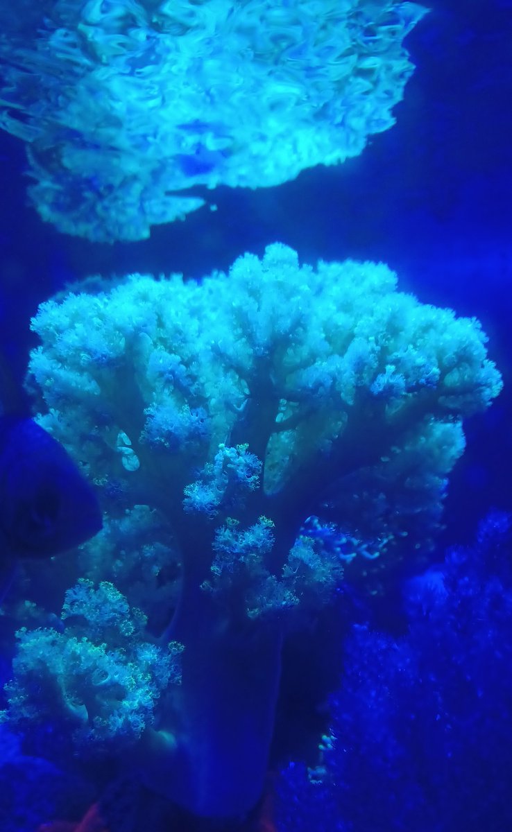 Leather Coral
#coral 
#corals 
#IRLphotography 
#photography 
#aquarium