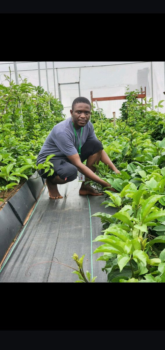 Our #Ugu Farm @EYiADynmic

If you can think it, you can grow it.

#GreenhouseFarming
#AomagsFarm @warrikingdom_
@Lord_Of_Warri @Kpoko1005FM @crown899fm #FarmingisPossibleinWarriKingdom