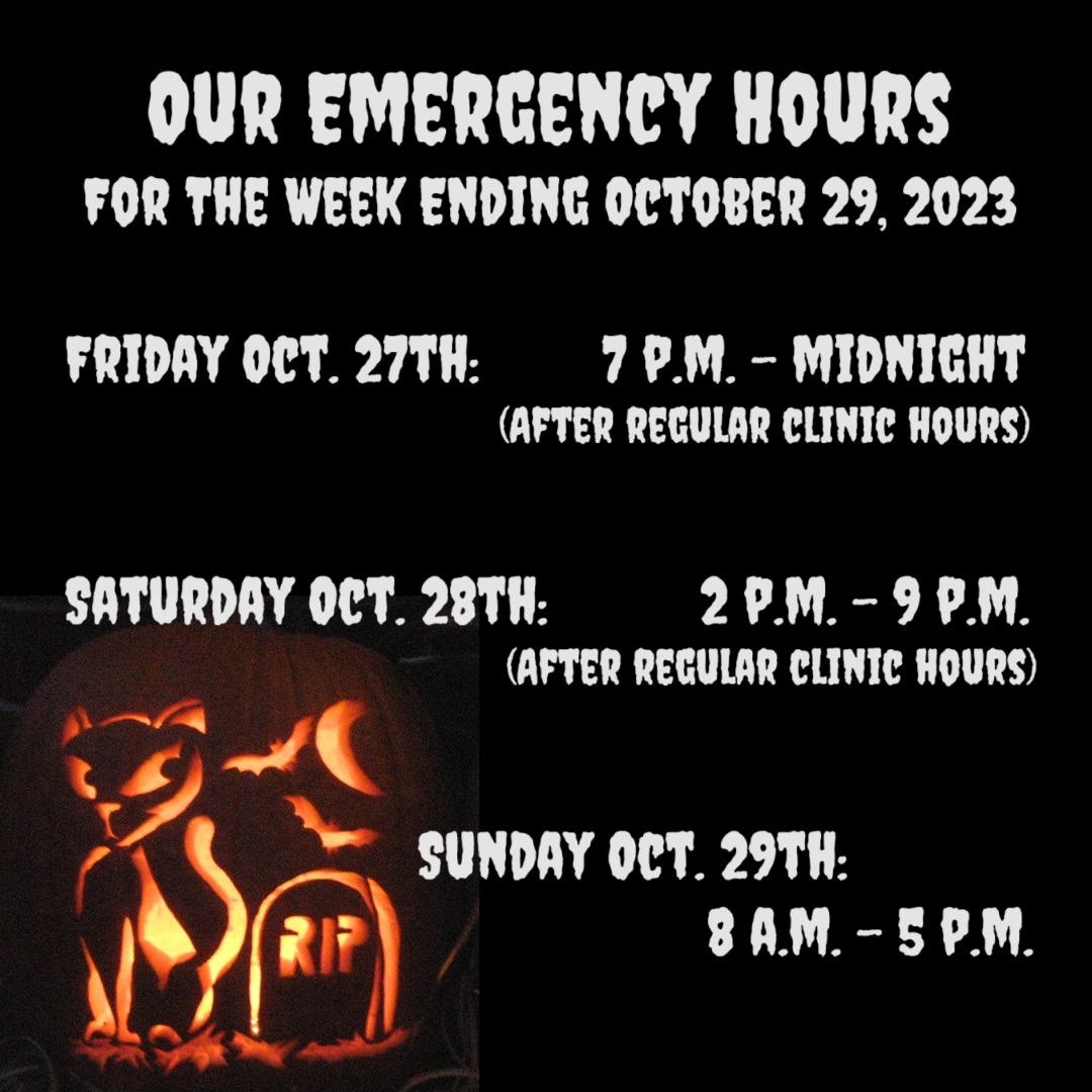 ExoticPetVets's tweet photo. #Halloween is almost here! But first, here is the schedule for our after-hours #EmergencyService on this last weekend of #October. Tonight our #EmergencyHours run from 7 p.m. to midnight, tomorrow from 2 p.m. to 9 p.m. and on Sunday from 8 a.m. to 5 p.m. https://t.co/RrPLa7ghTP