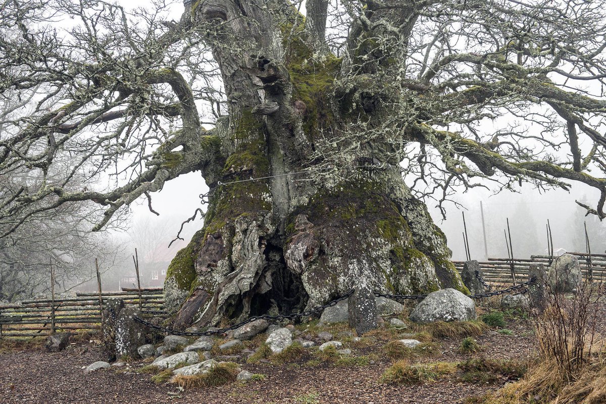 OaksofSweden's tweet photo. ’Kvilleken’ is considered to be Sweden's oldest and largest tree, if not the largest oak in all of Europe in terms of girth. It measures 14 meters in circumference and is at least a thousand years old. It's hard to imagine all that this oak has witnessed 🌳

📷 Örjan Karlsson https://t.co/0kxU5039B4
